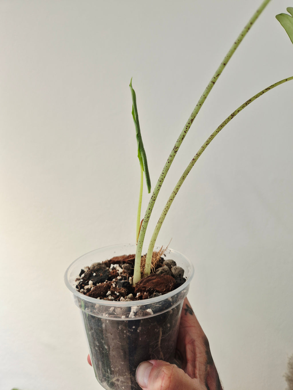 Alocasia Princeps
