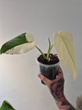 Syngonium Chiapense