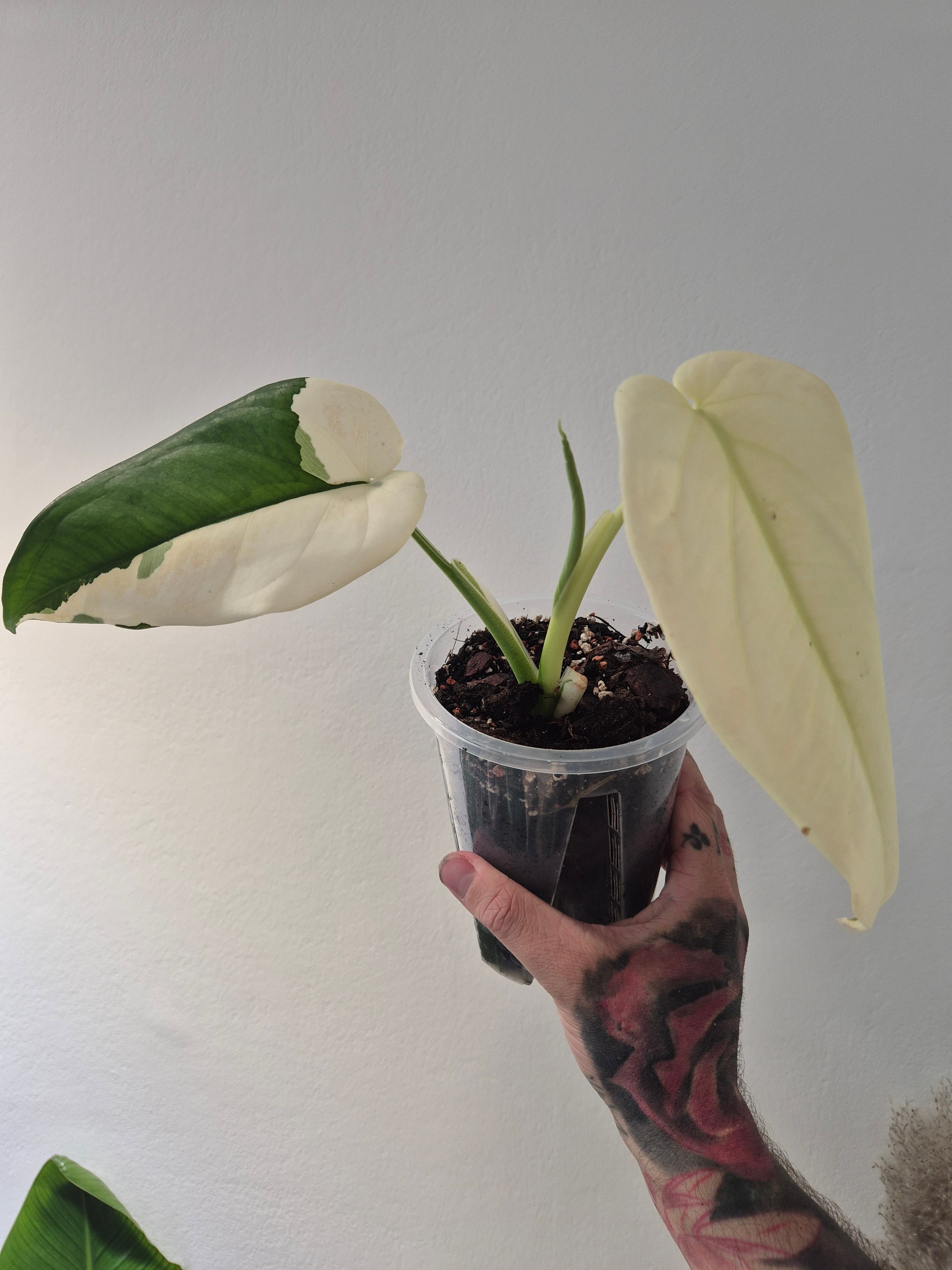 Syngonium Chiapense