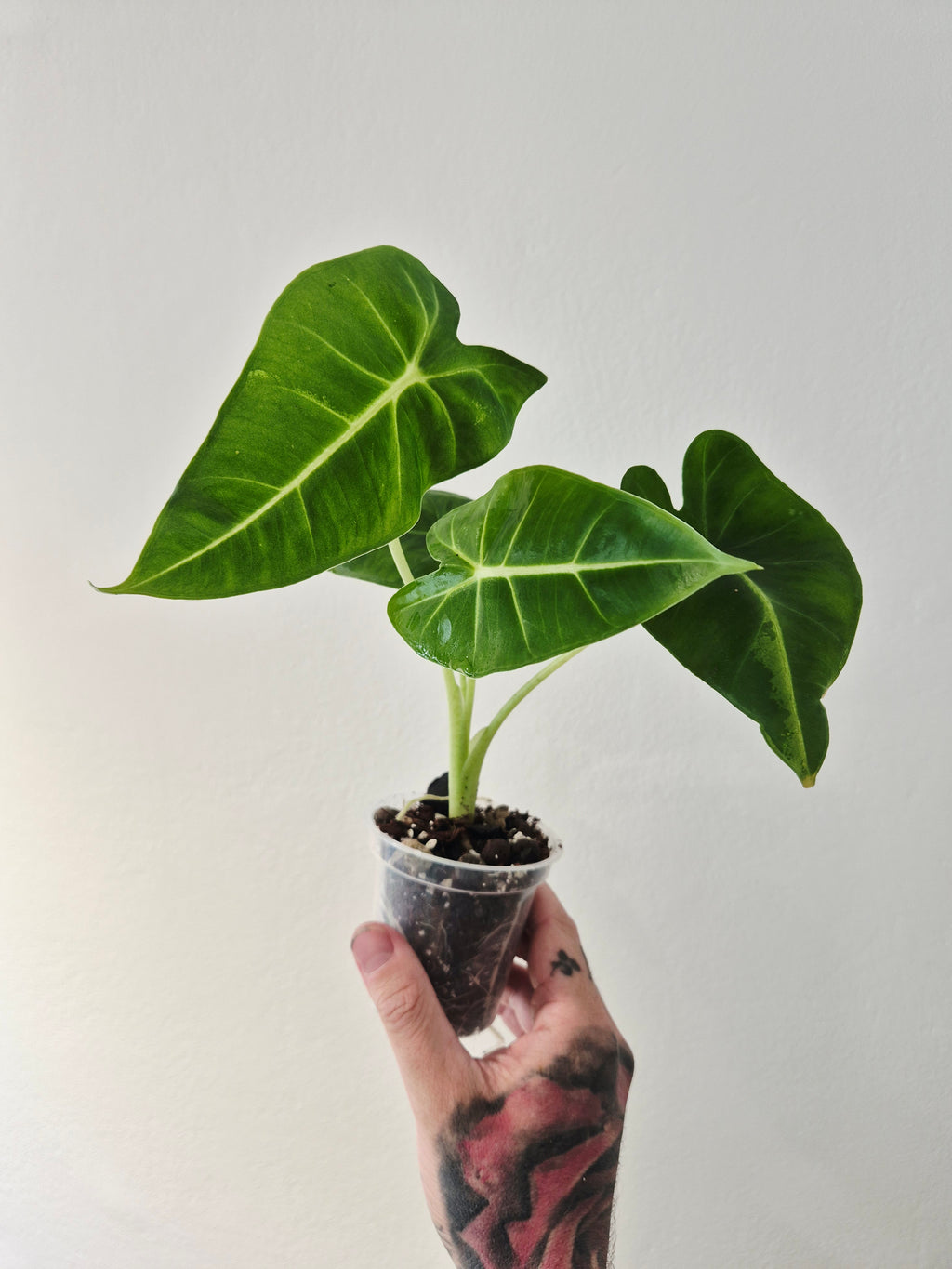 Alocasia Micholitziana