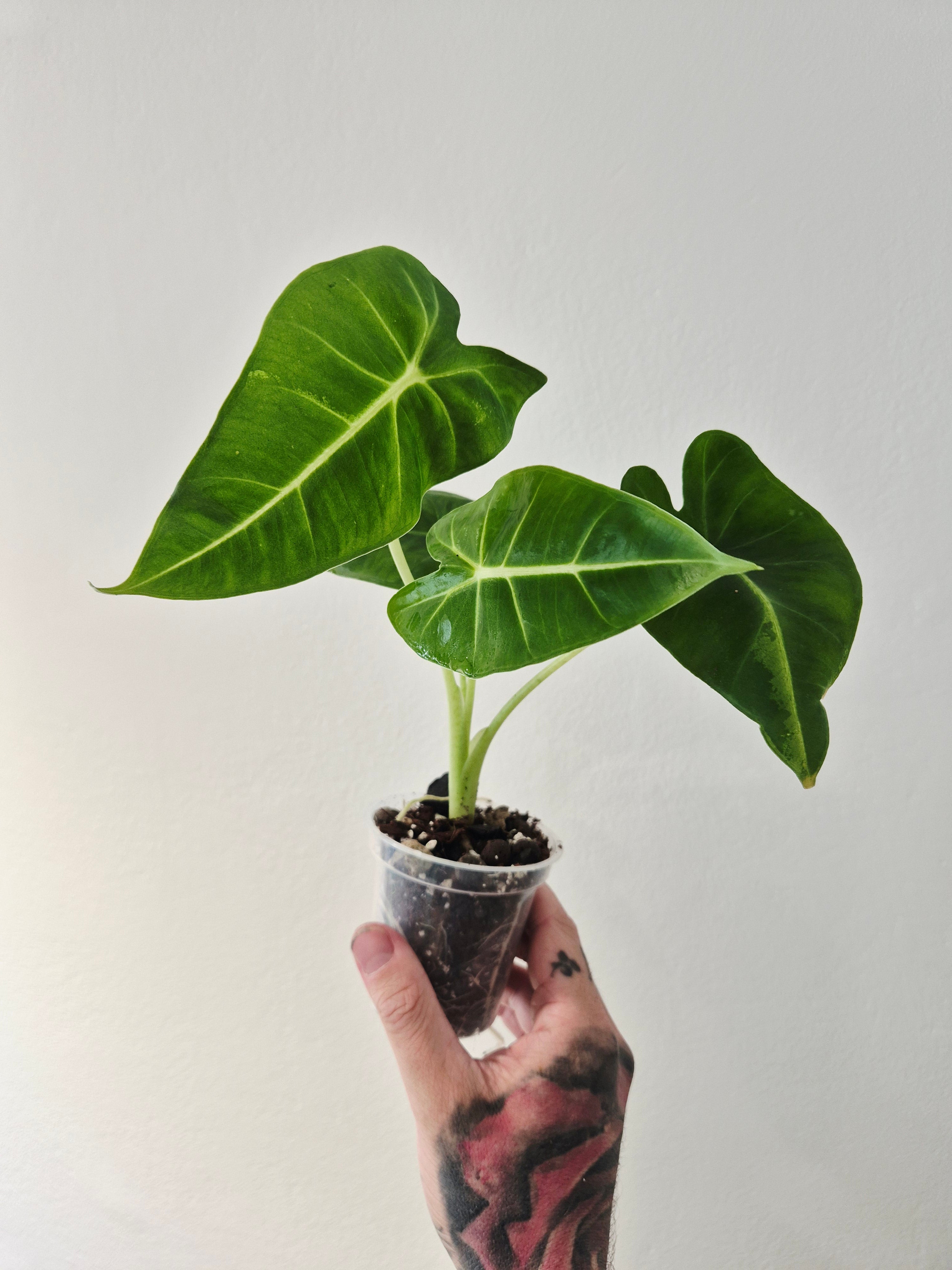Alocasia Micholitziana