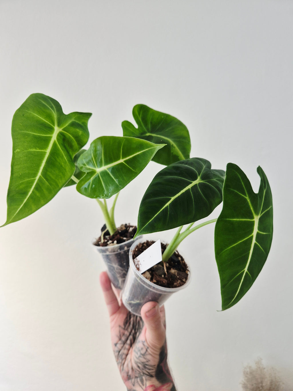 Alocasia Micholitziana