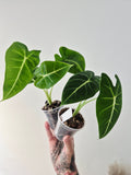 Alocasia Micholitziana