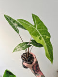 Alocasia Longiloba lemon variegata