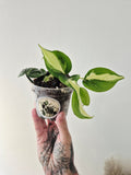 Philodendron cream splash