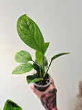 Monstera Pinnatipartita