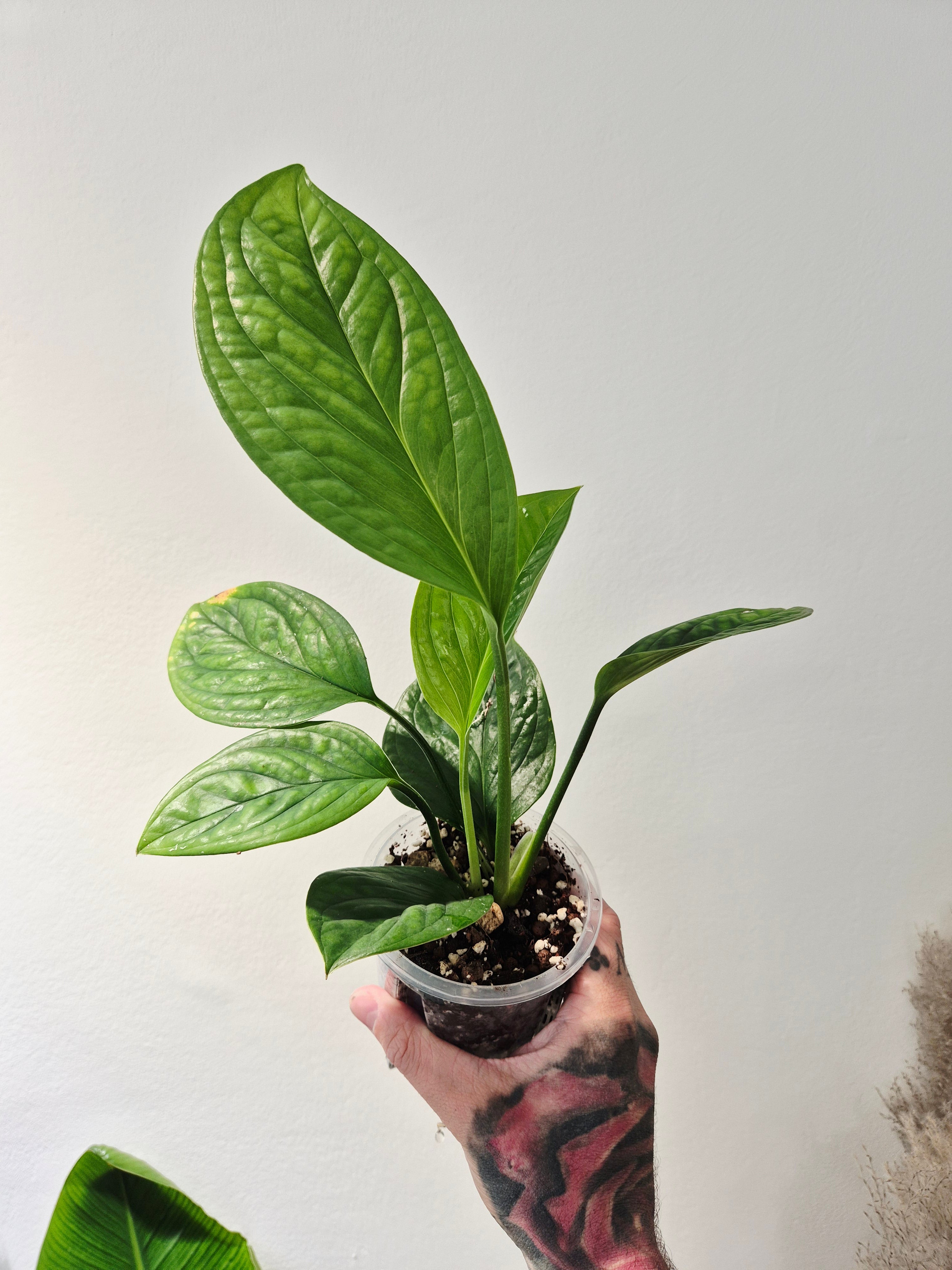 Monstera Pinnatipartita