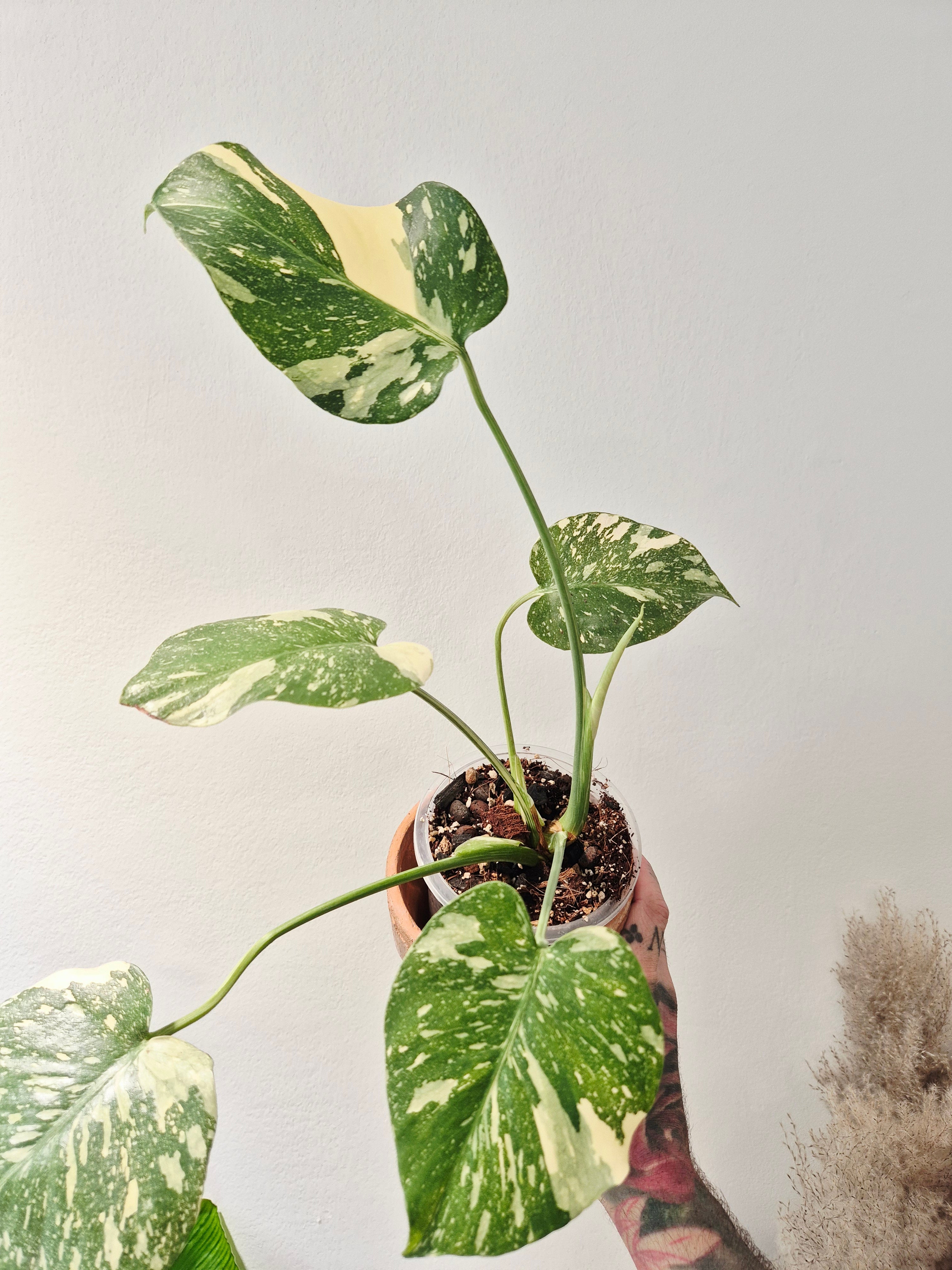 Monstera thai constellation