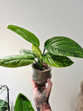 Monstera Pinnatipartita