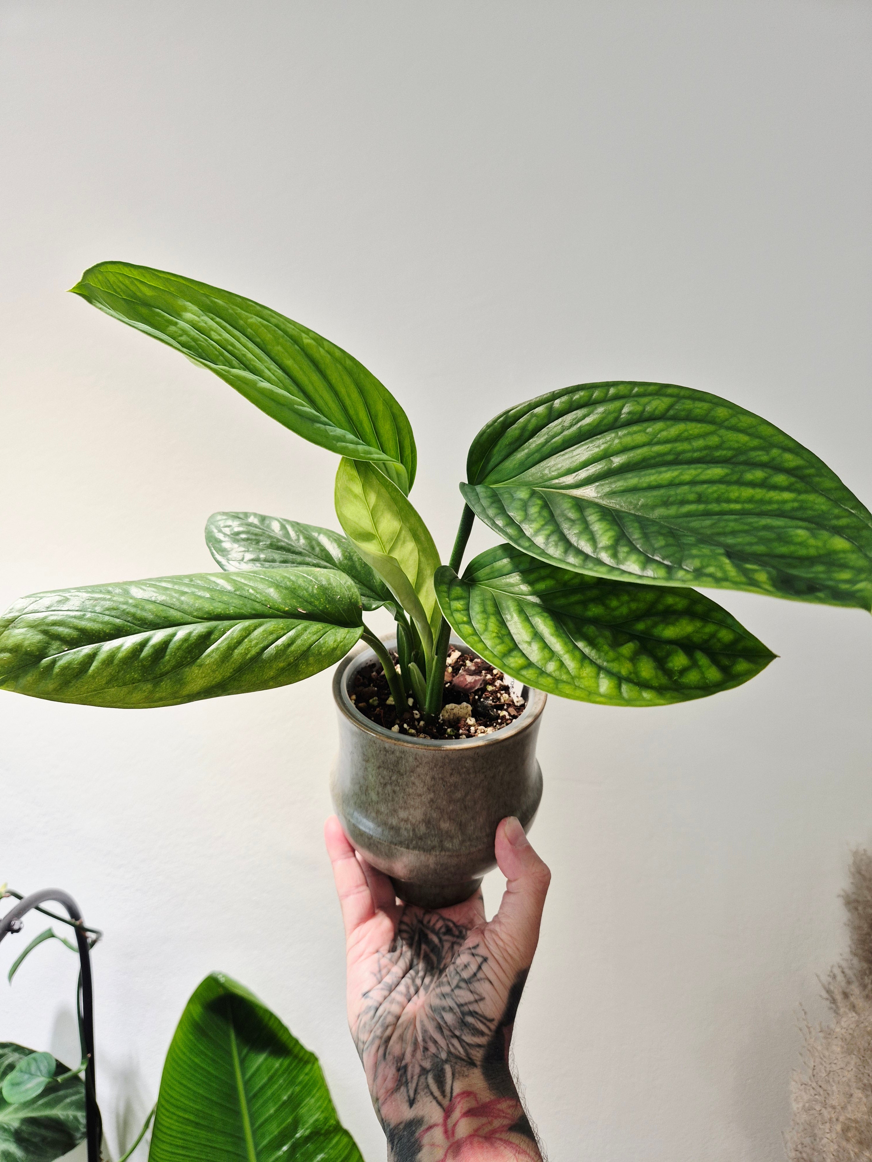 Monstera Pinnatipartita