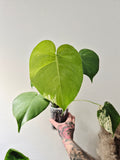 Monstera white monster