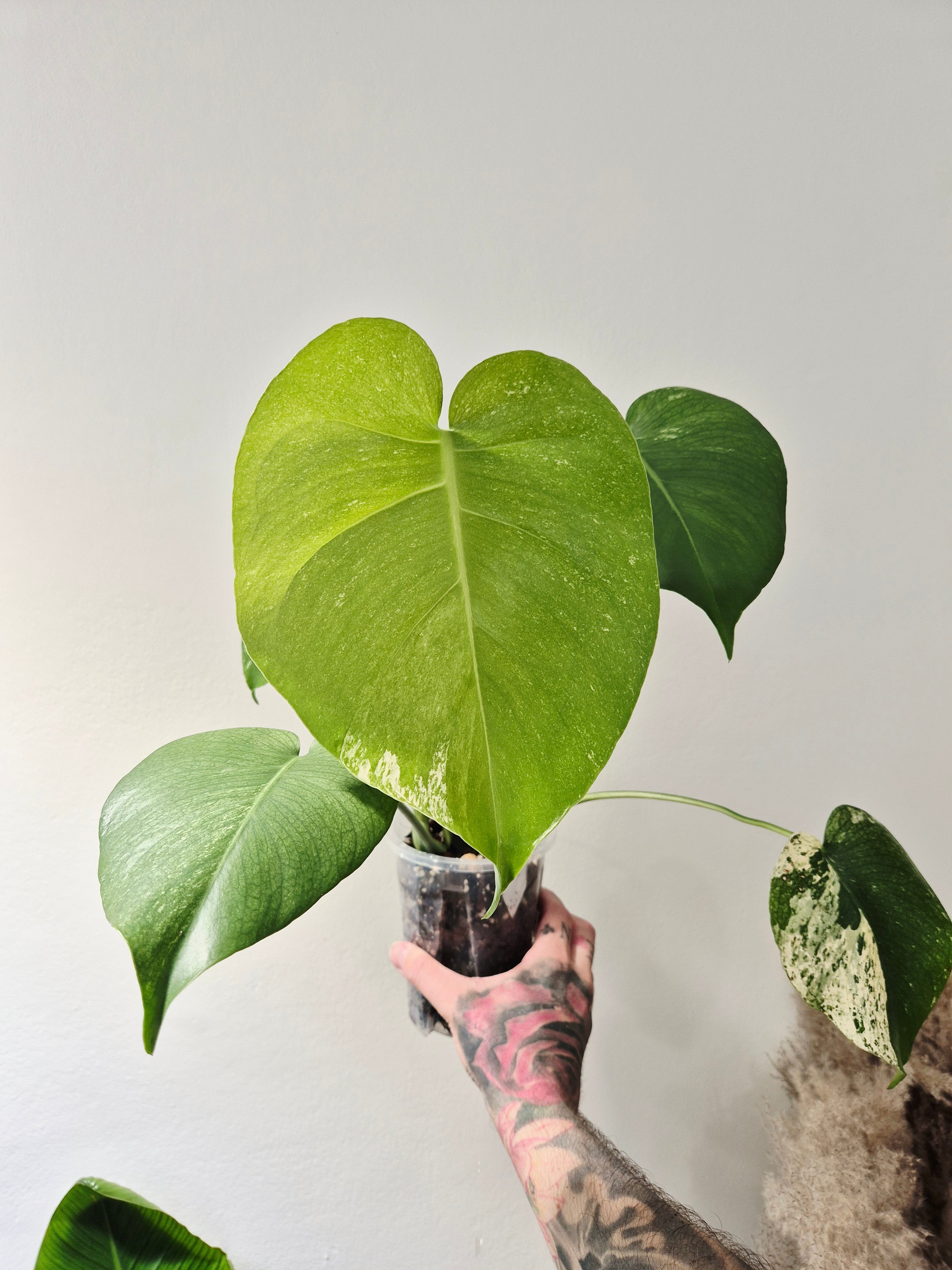 Monstera white monster