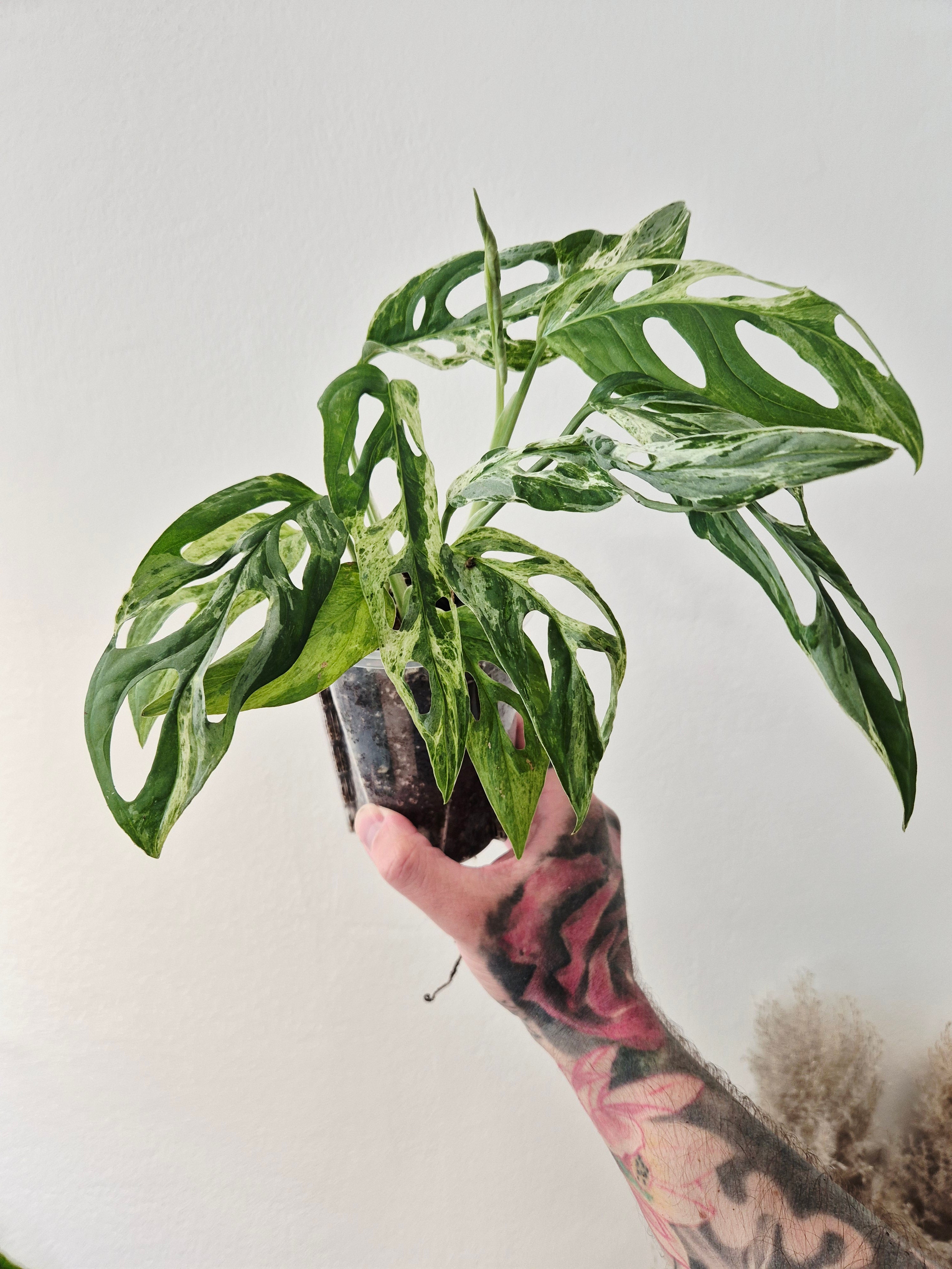 Monstera Adansonii indonesian marble
