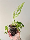 Monstera Adansonii indonesian marble