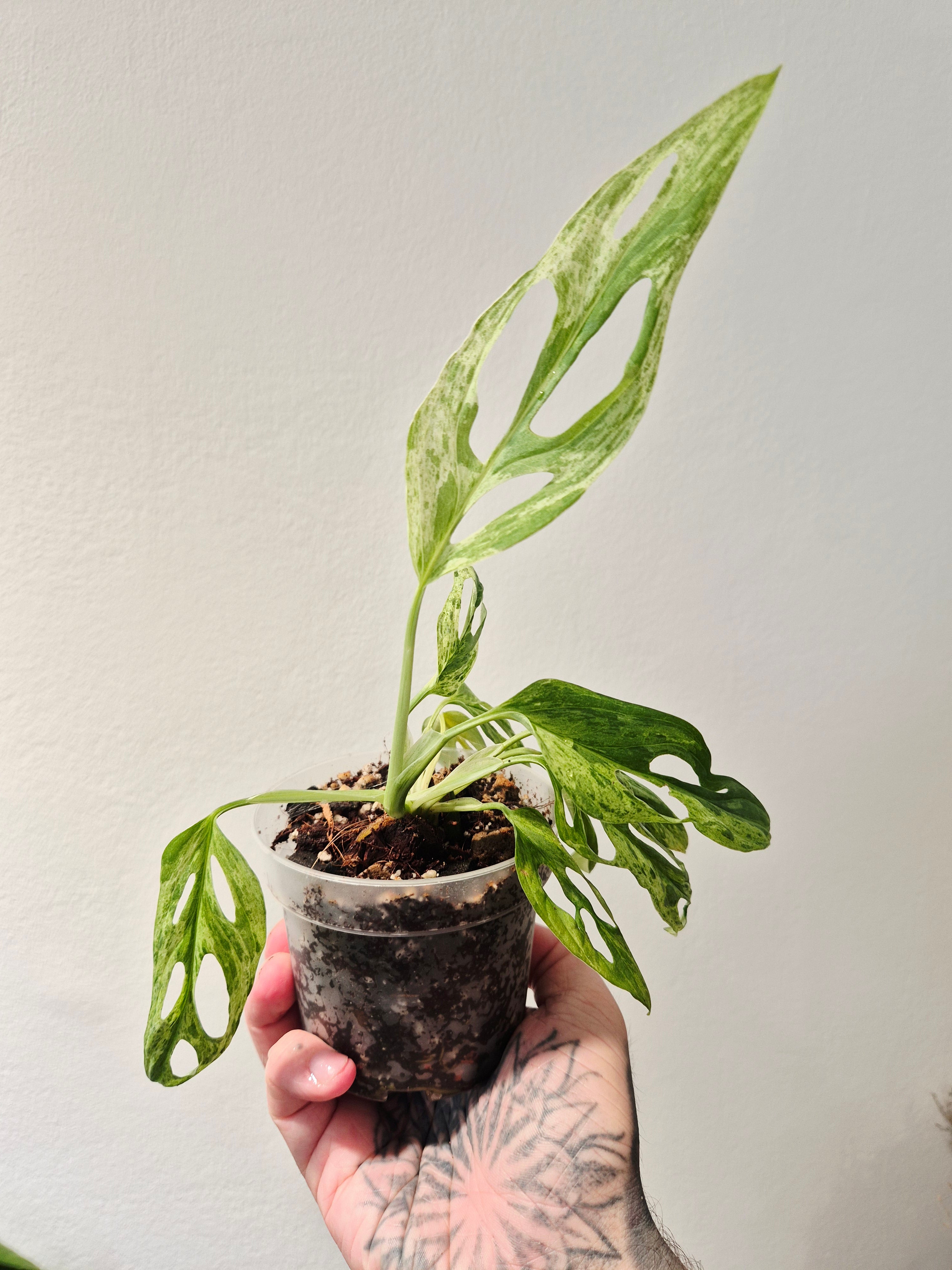 Monstera Adansonii indonesian marble