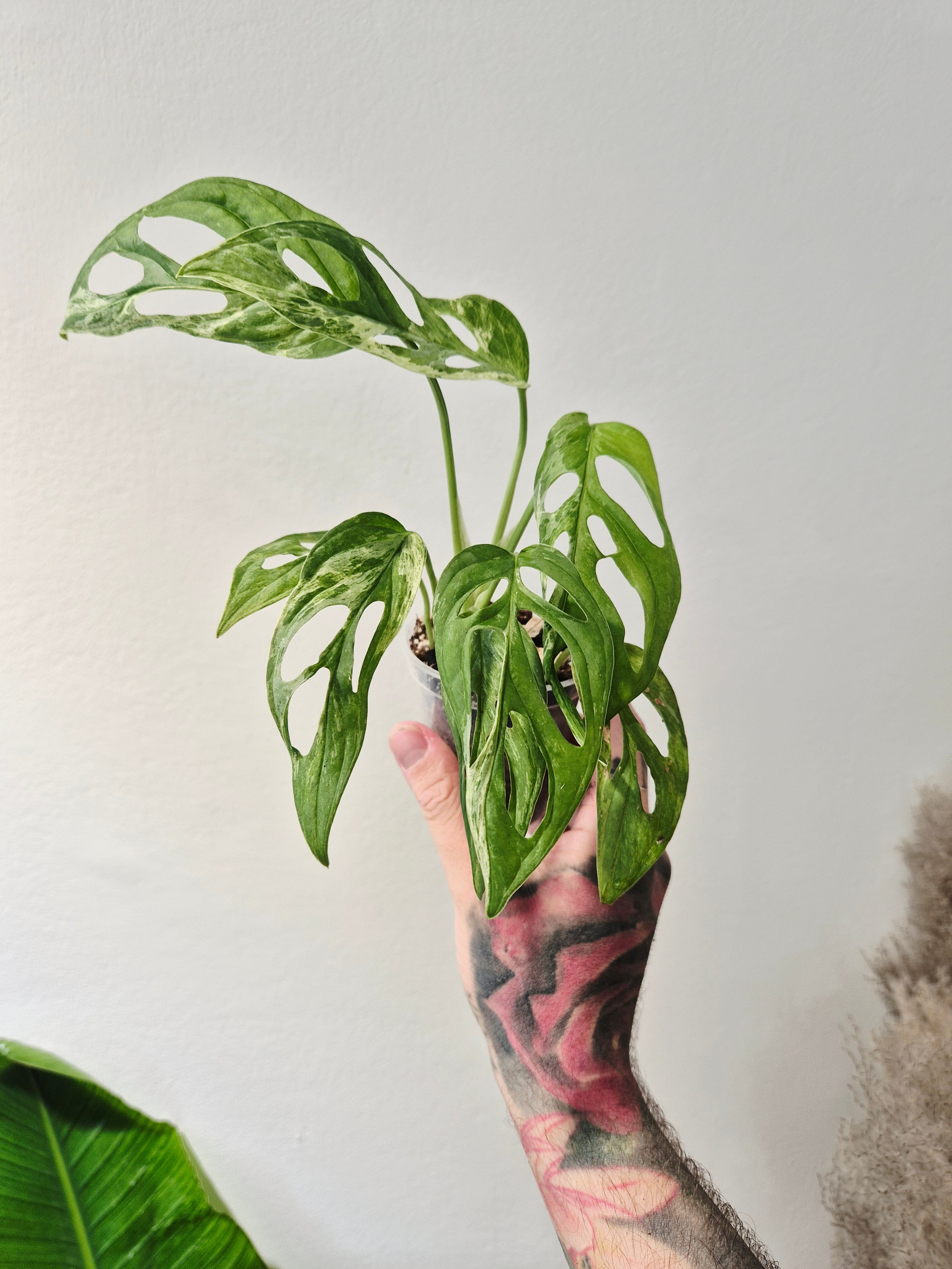 Monstera Adansonii indonesian marble