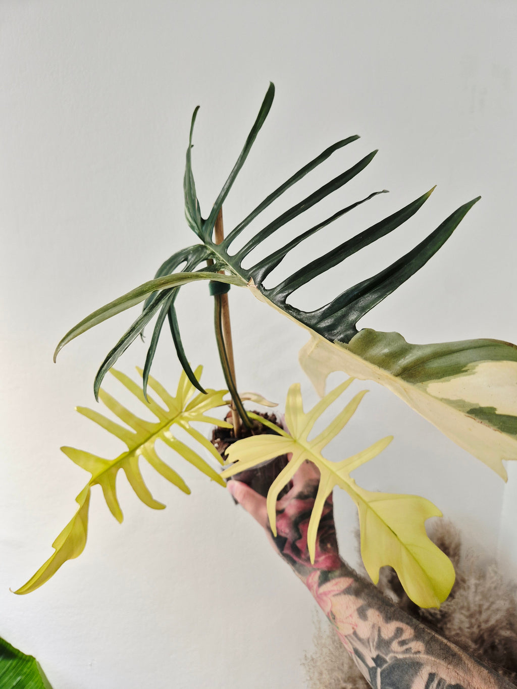 Philodendron Tortum x Florida beauty