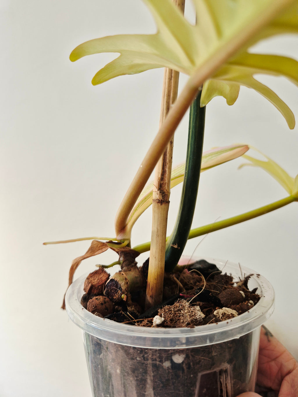 Philodendron Tortum x Florida beauty