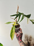 Philodendron Tortum x Florida beauty