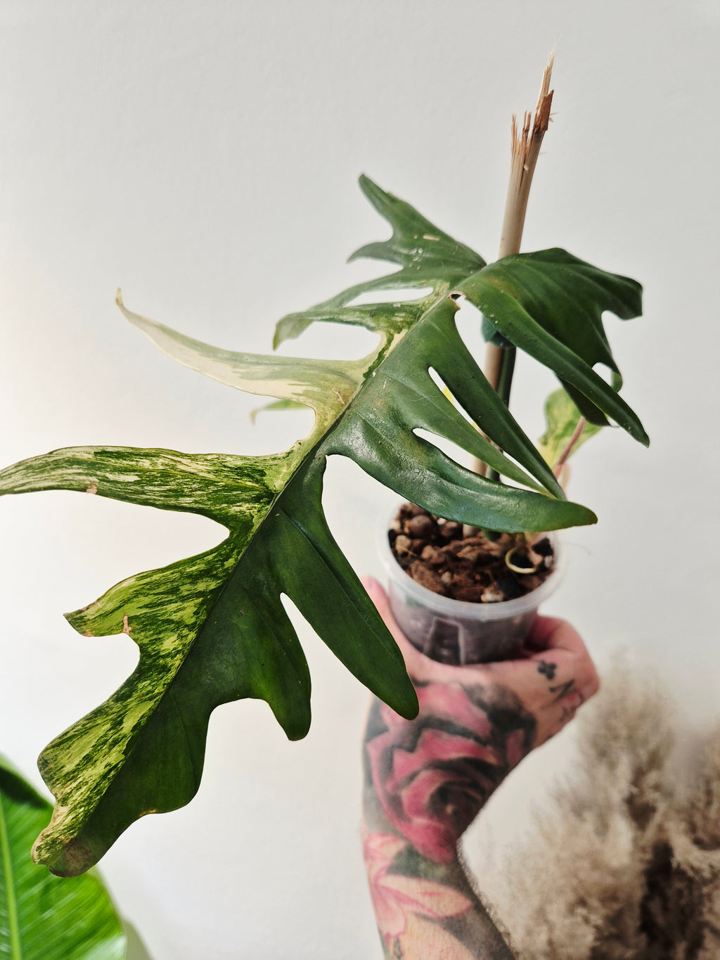 Philodendron Tortum x Florida beauty