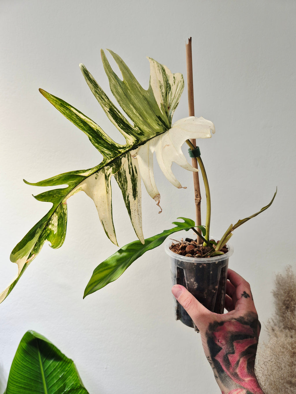 Philodendron Tortum x Florida beauty