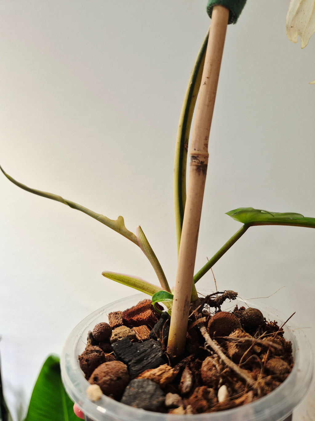 Philodendron Tortum x Florida beauty