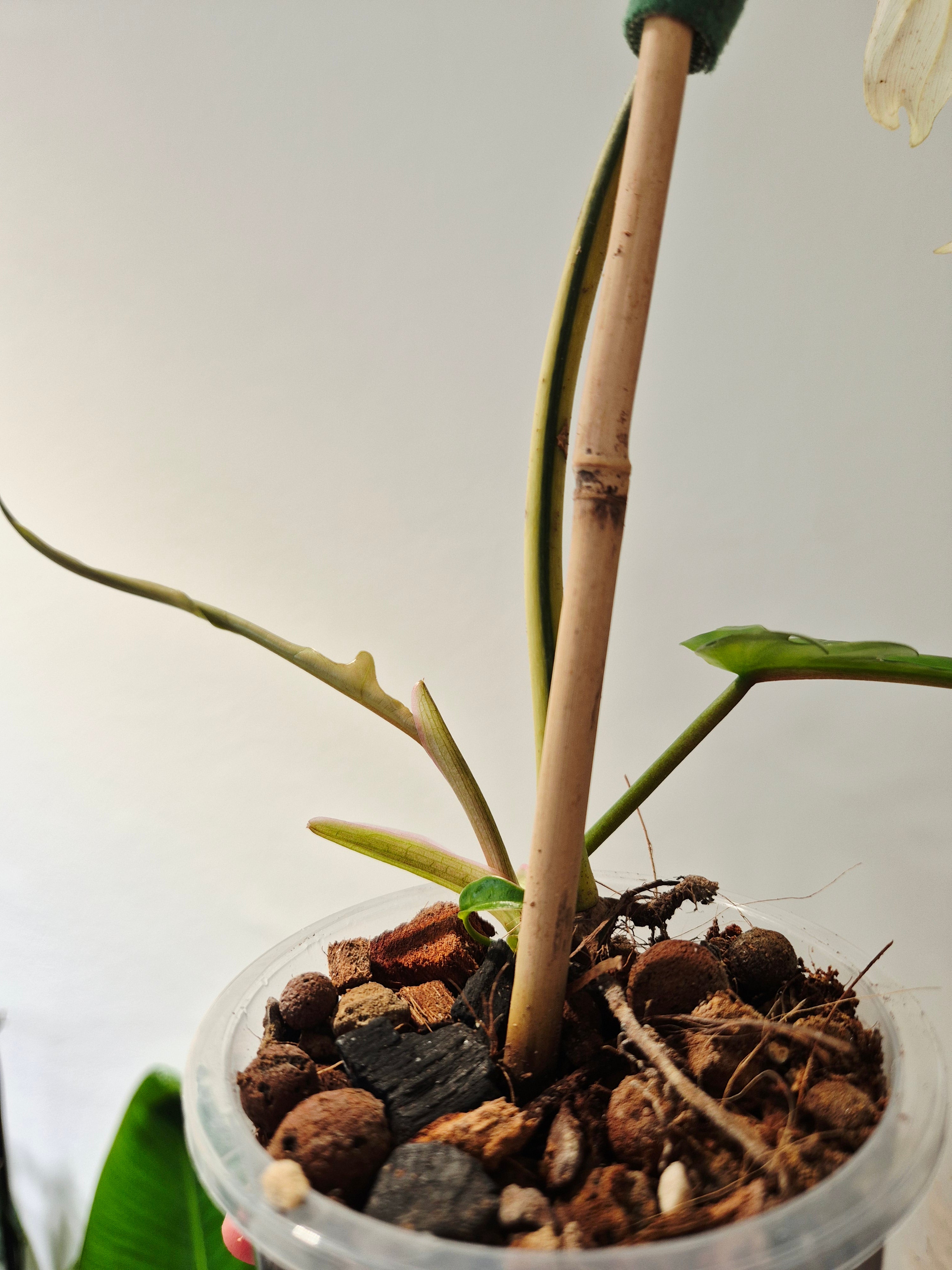 Philodendron Tortum x Florida beauty