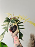 Philodendron Tortum x Florida beauty