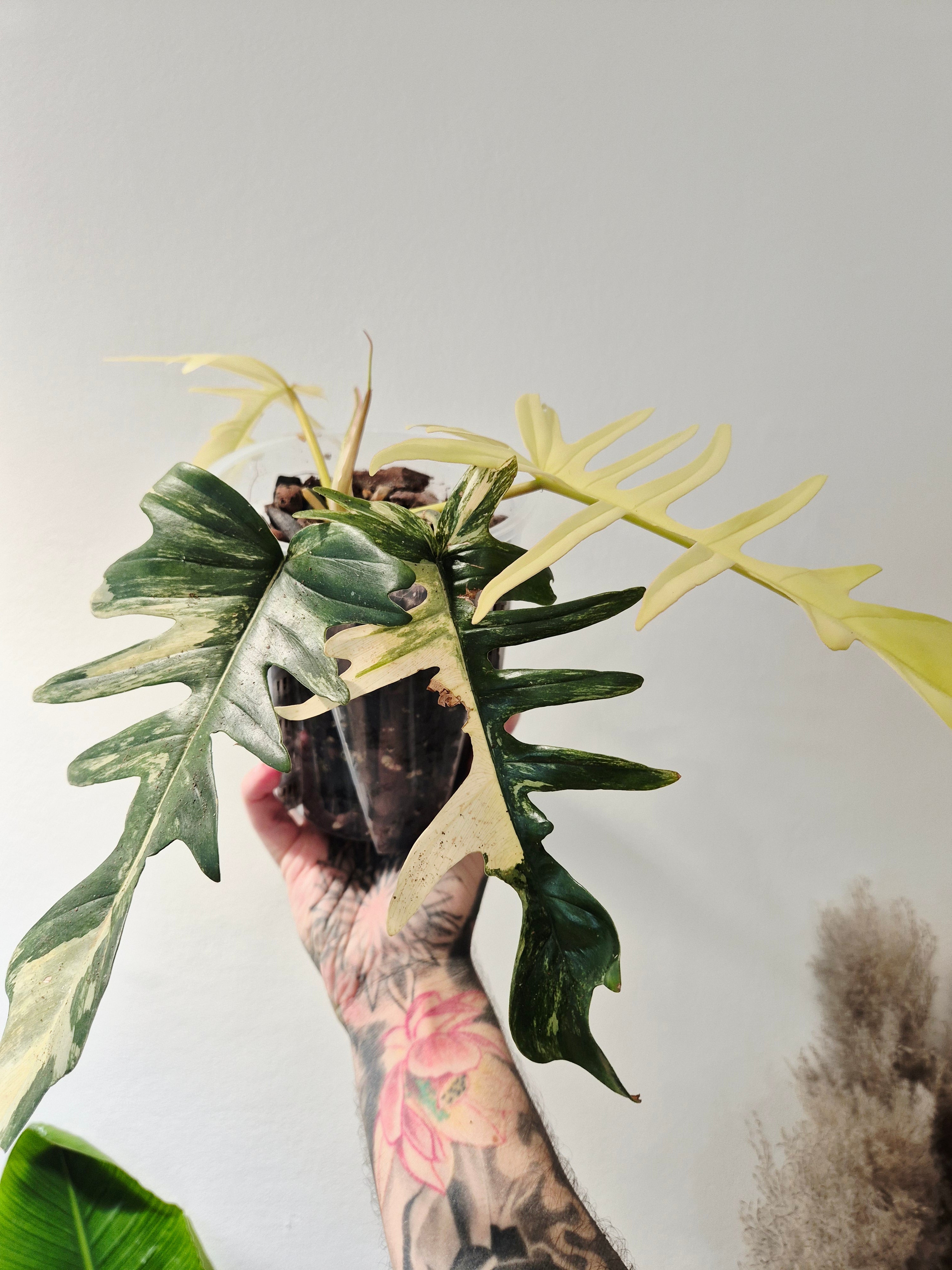 Philodendron Tortum x Florida beauty