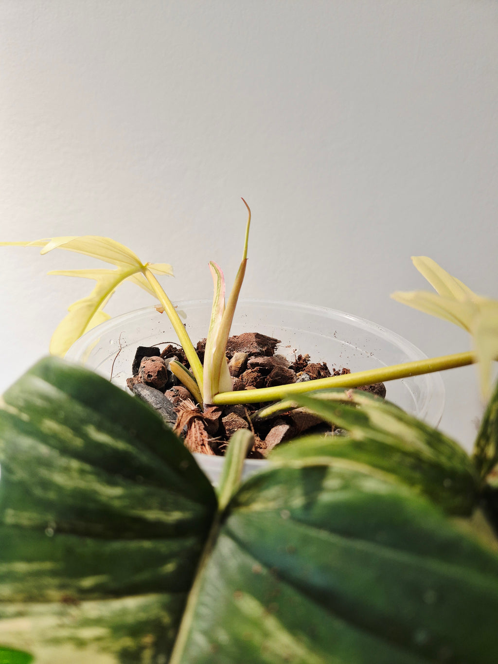 Philodendron Tortum x Florida beauty