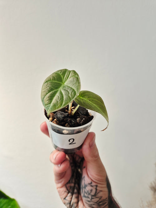 Alocasia black dragon