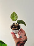 Alocasia black dragon