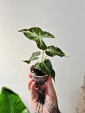 Alocasia Loco 2