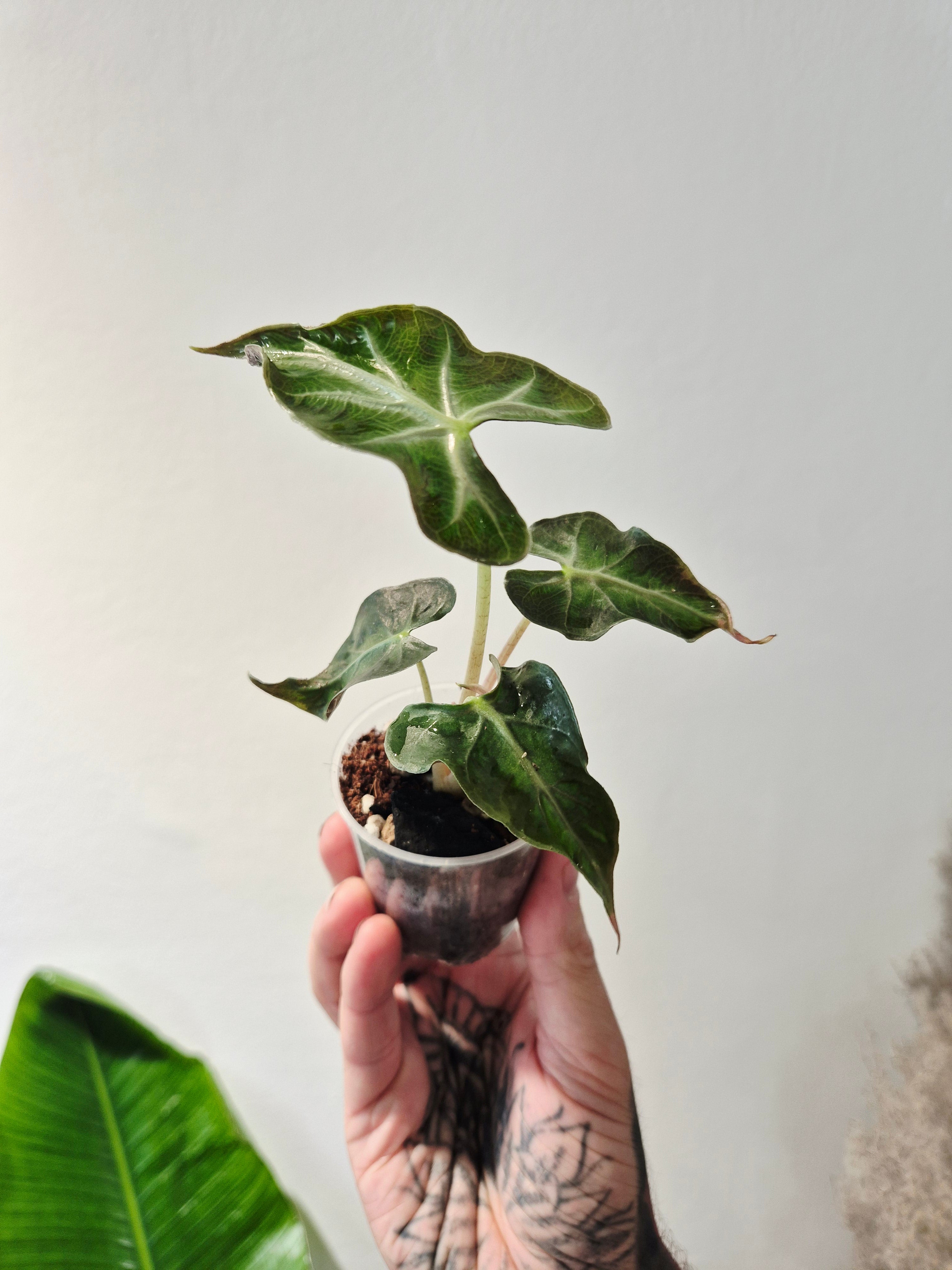 Alocasia Loco 2