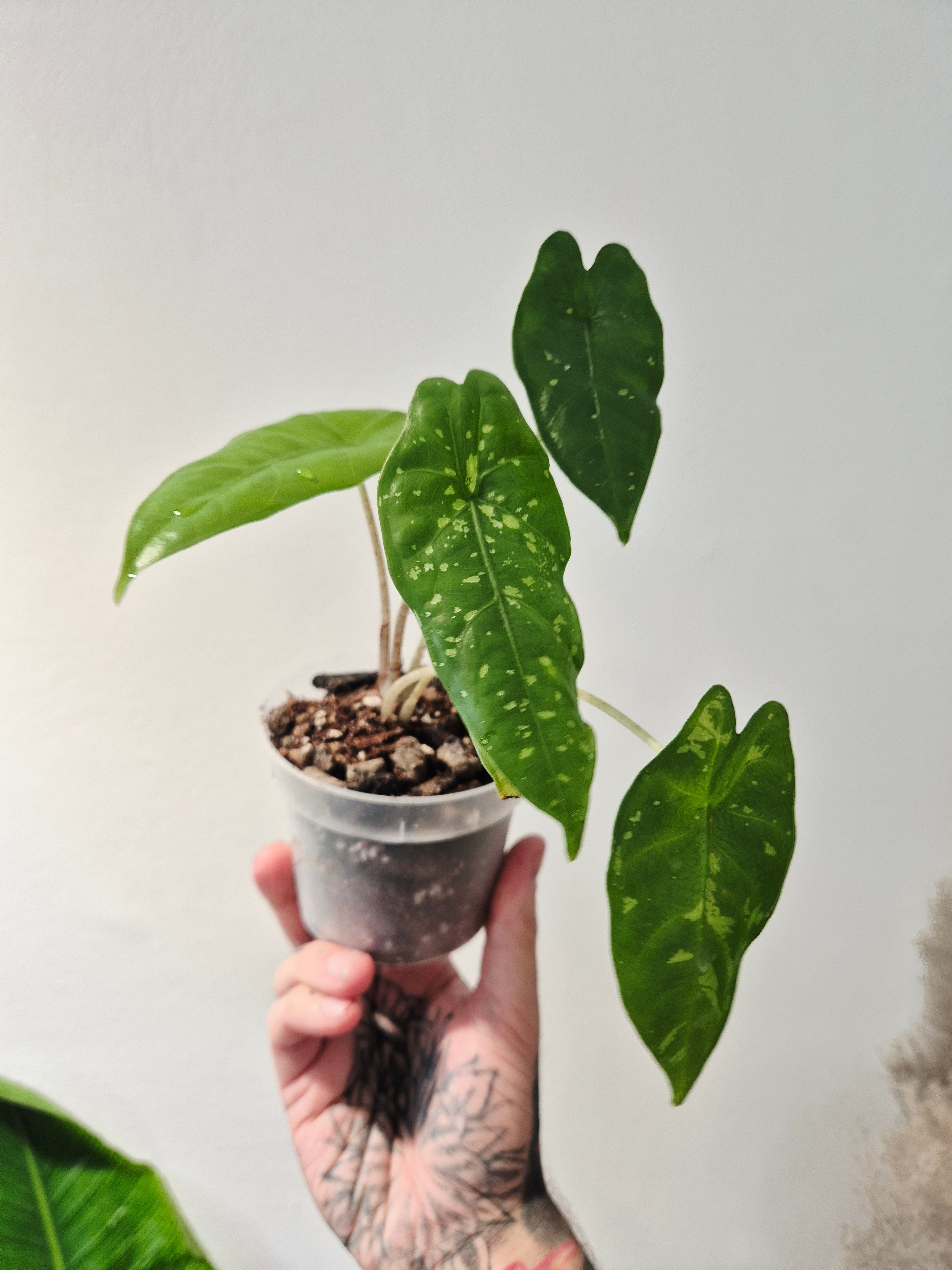 Alocasia Shattered glass