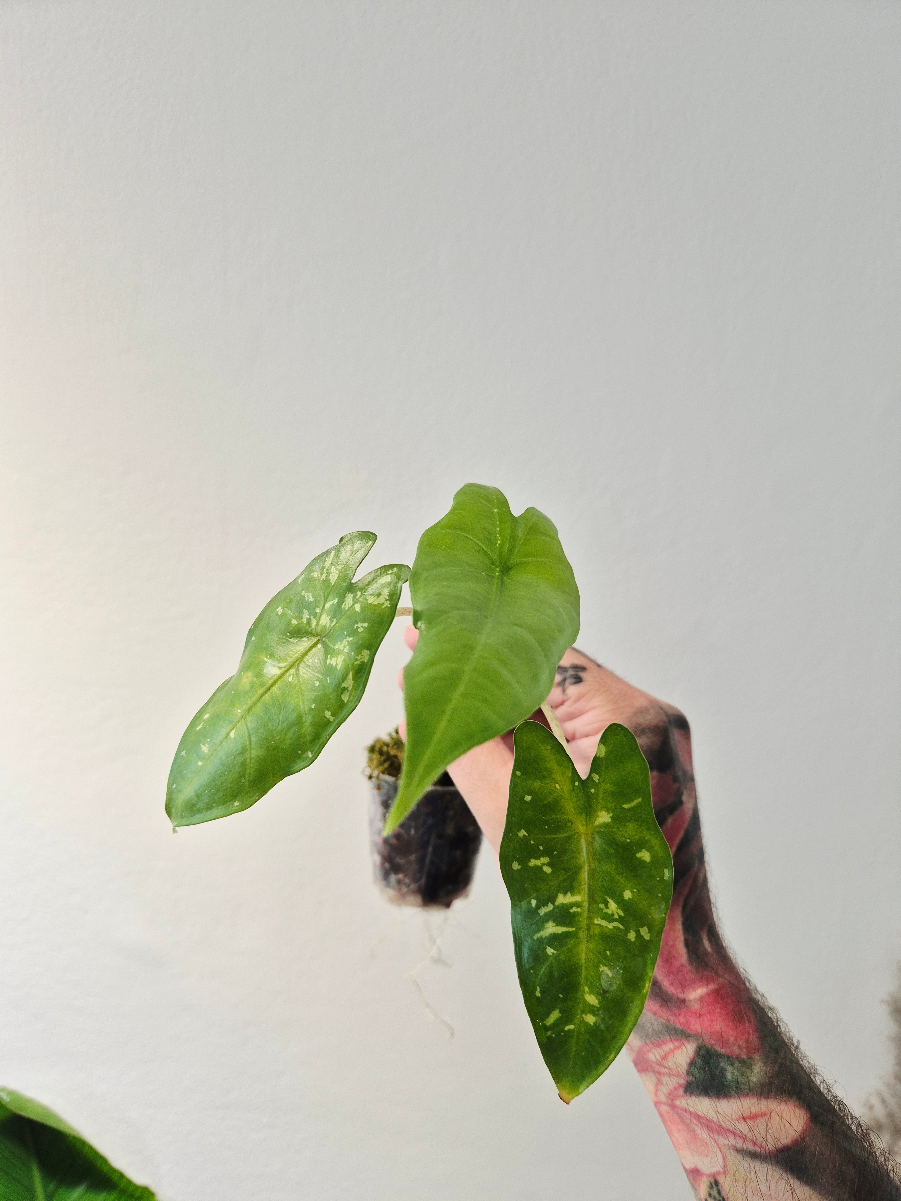 Alocasia Shattered glass