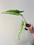 Alocasia heterophylla metalic blue