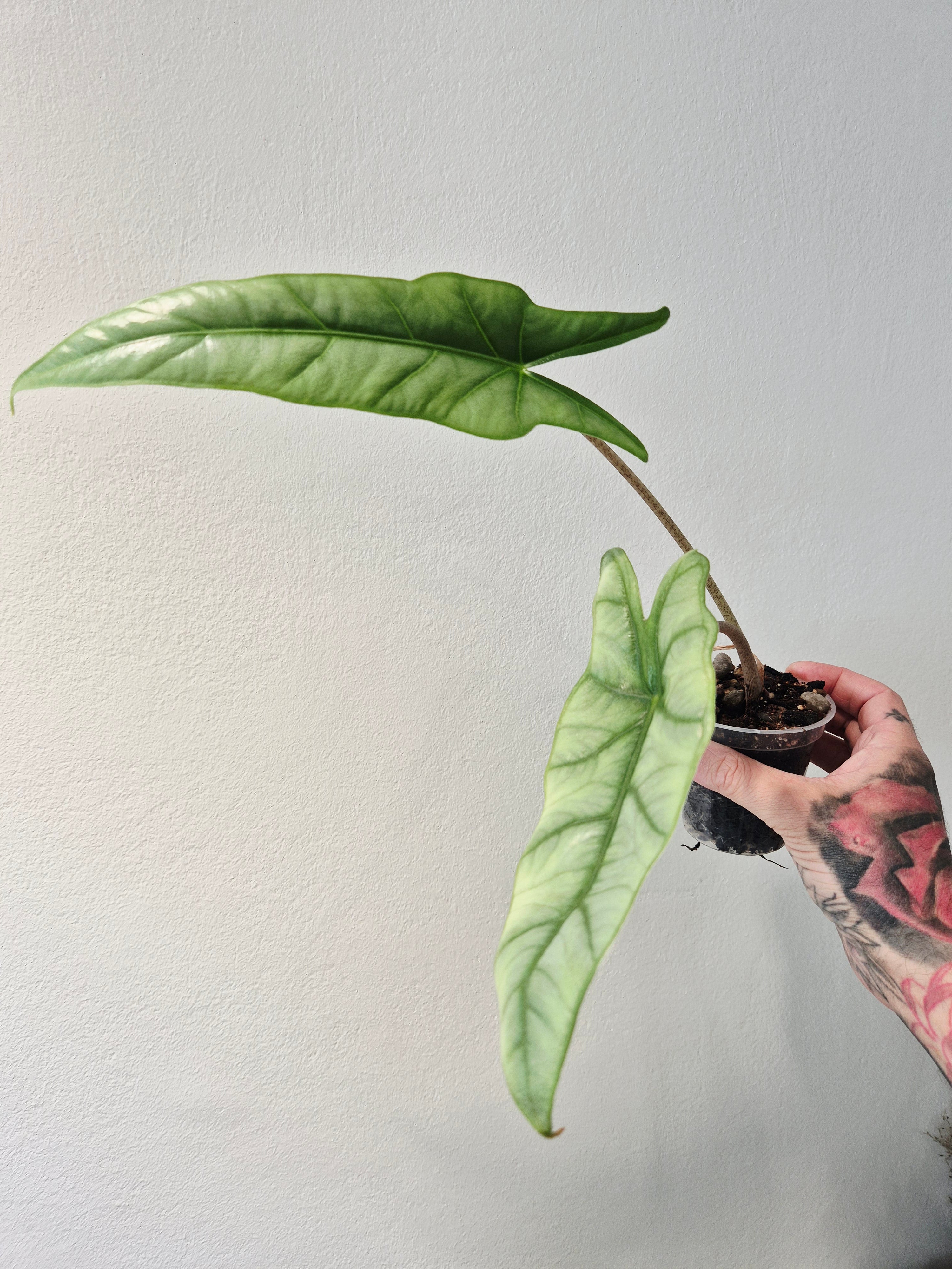 Alocasia heterophylla metalic blue