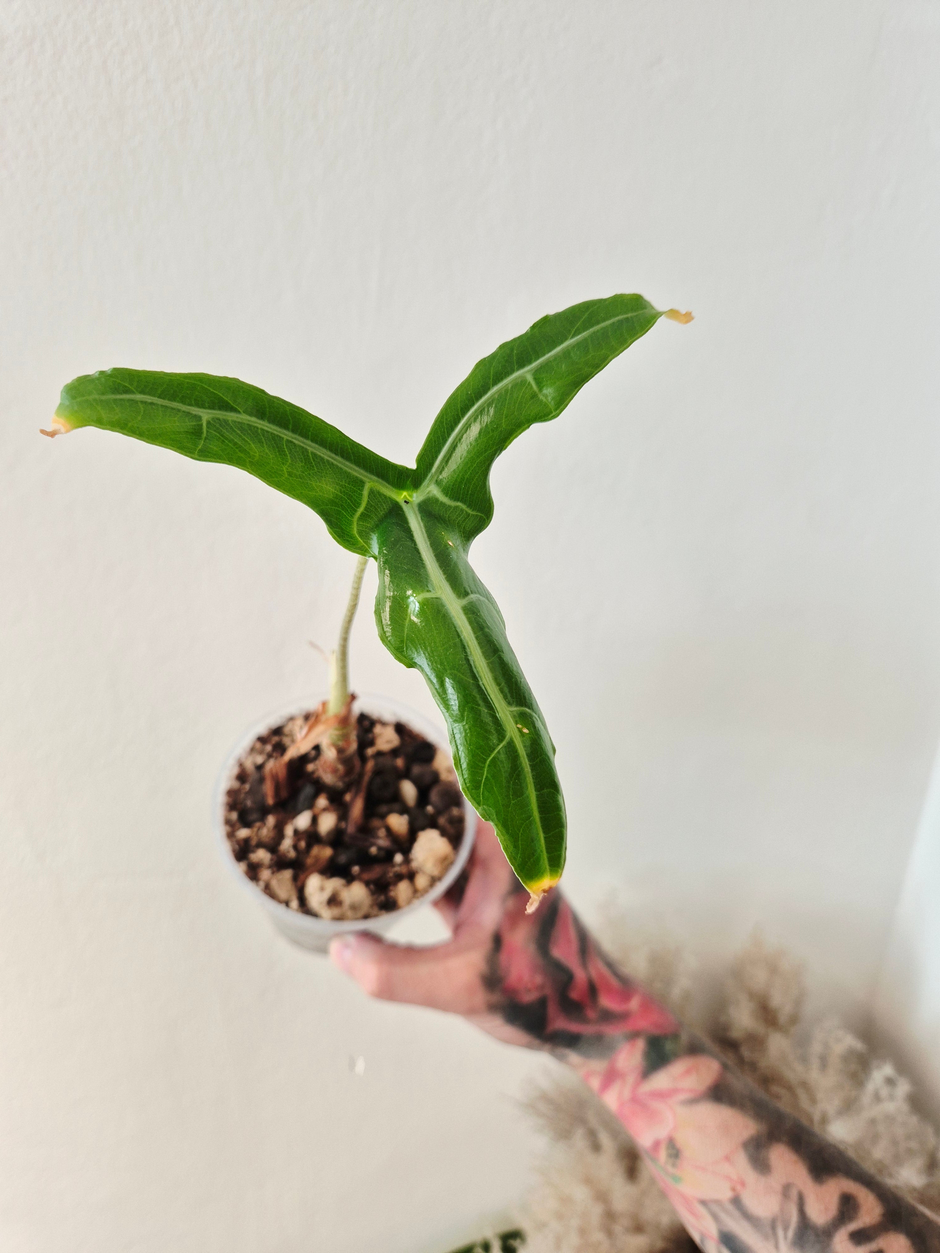 Alocasia sp borneo narrow