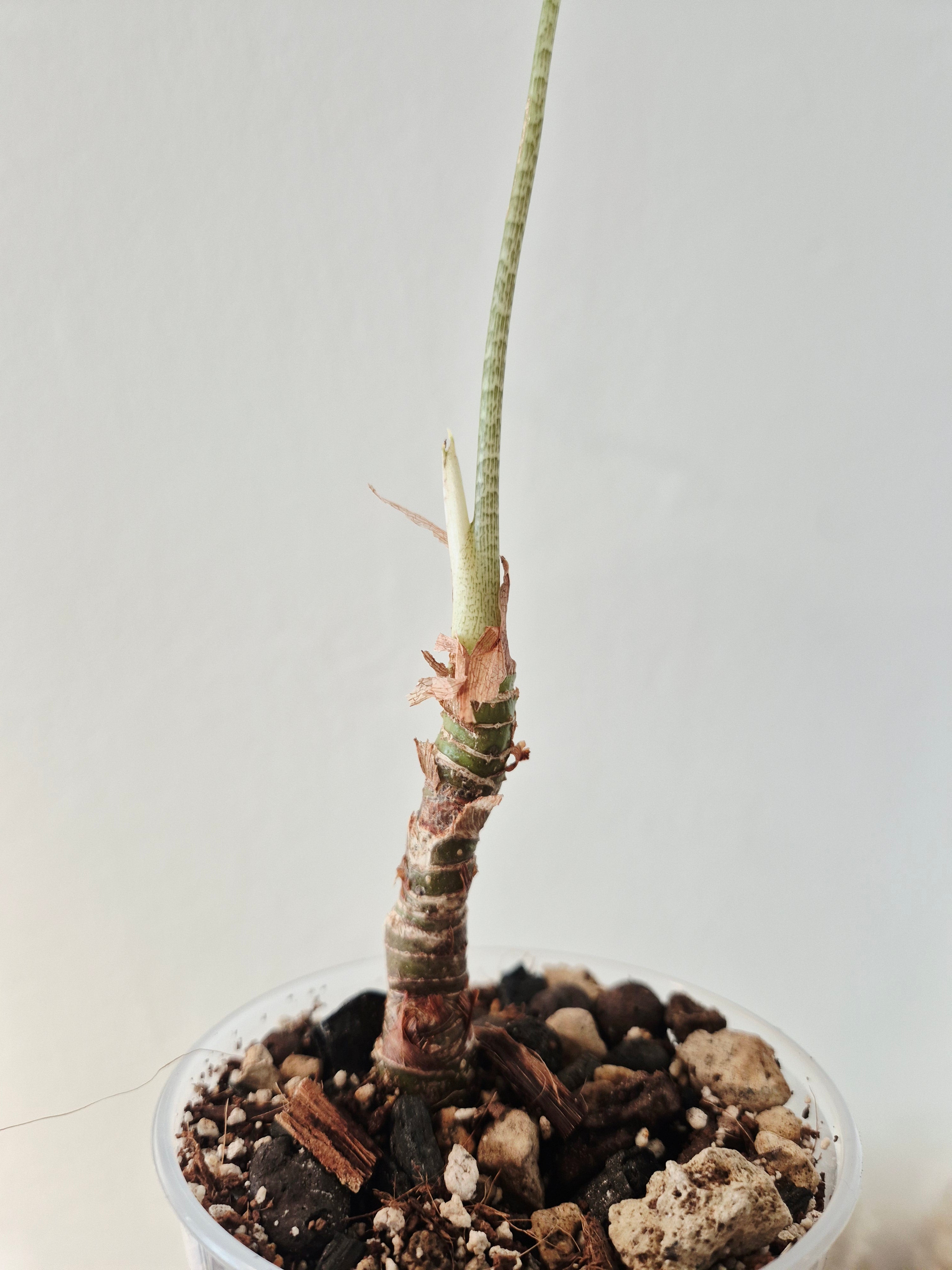 Alocasia sp borneo narrow