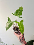 Alocasia Lailah
