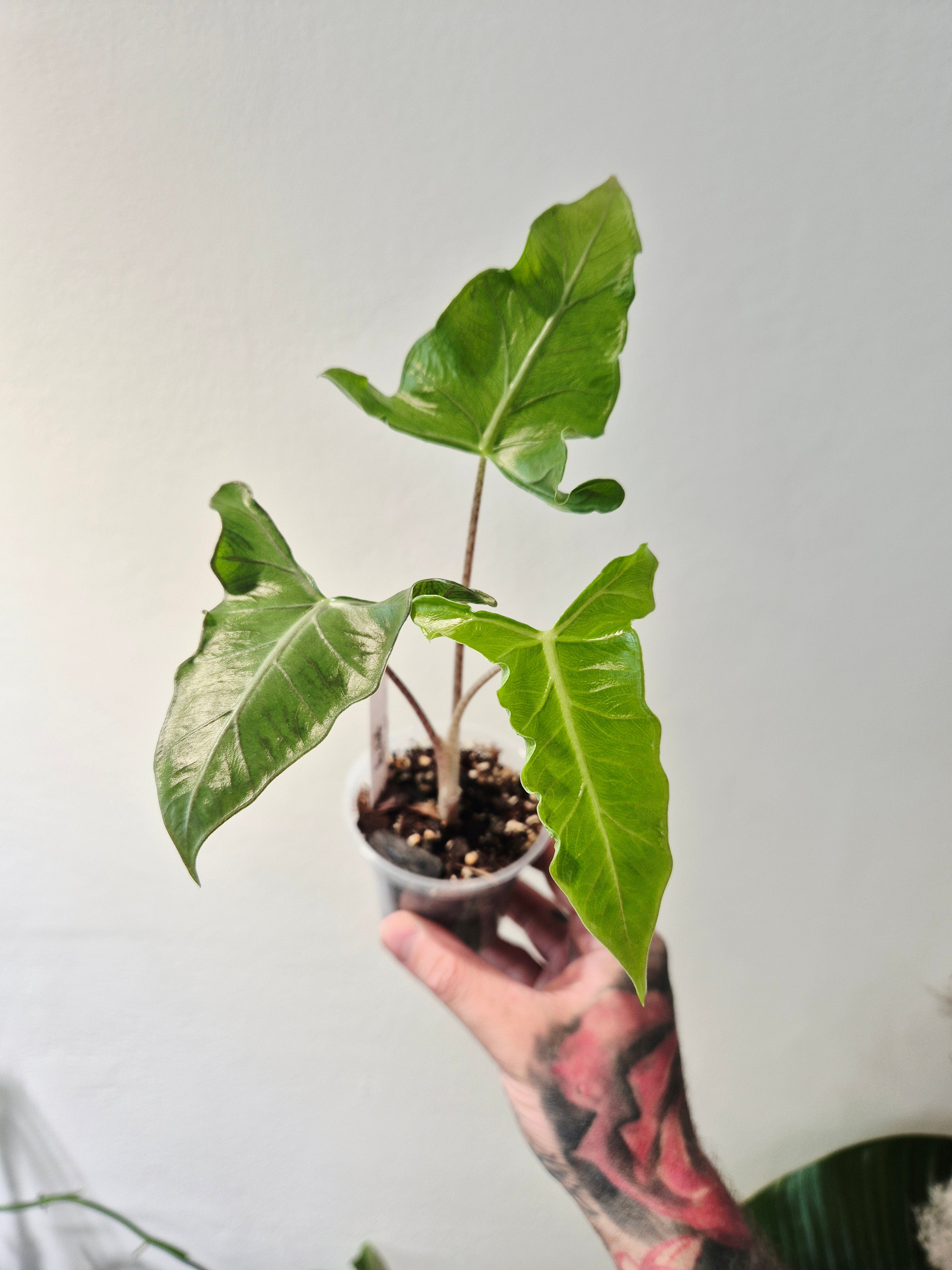 Alocasia Lailah