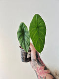 Alocasia puncak borneensis