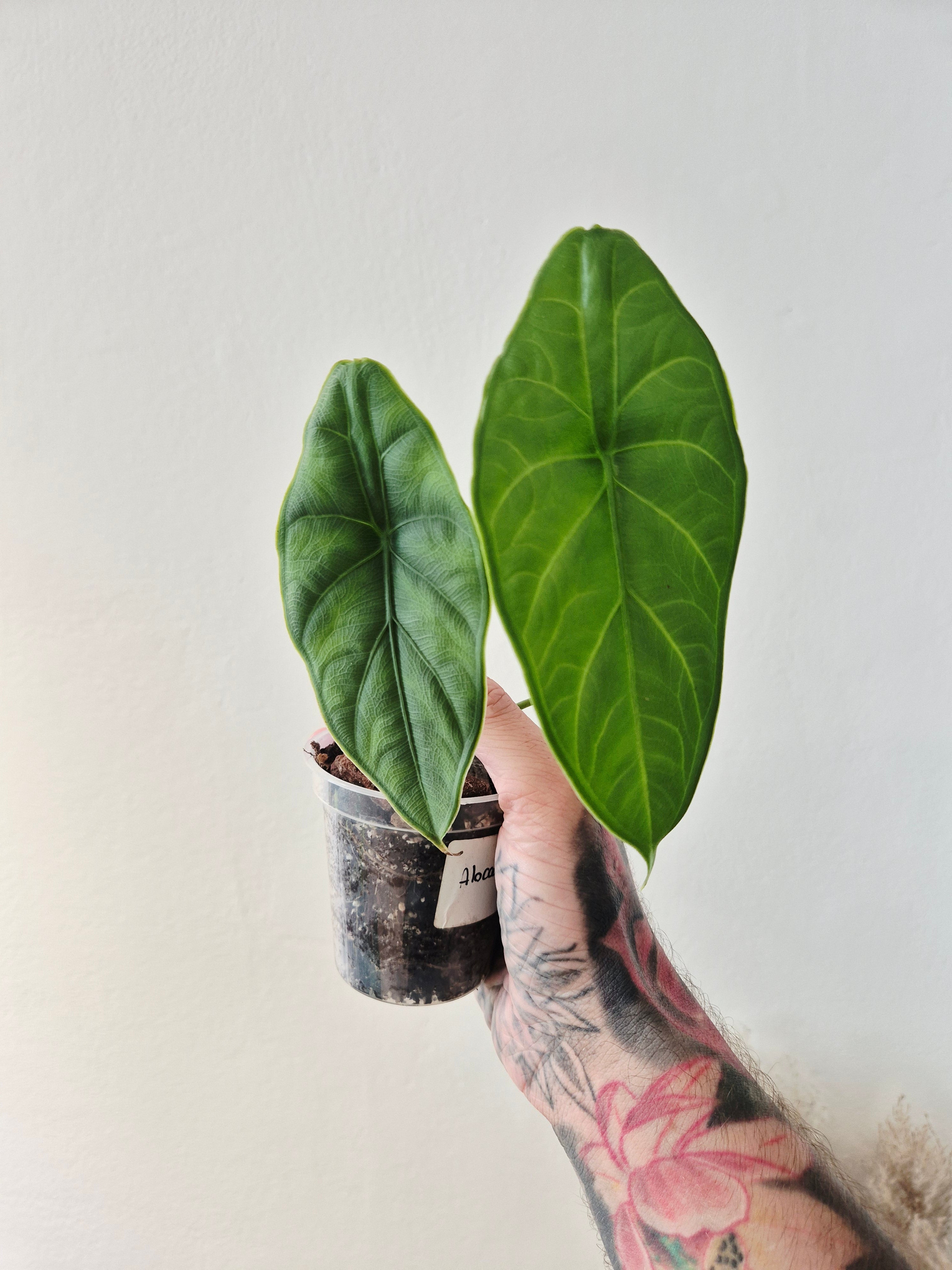 Alocasia puncak borneensis