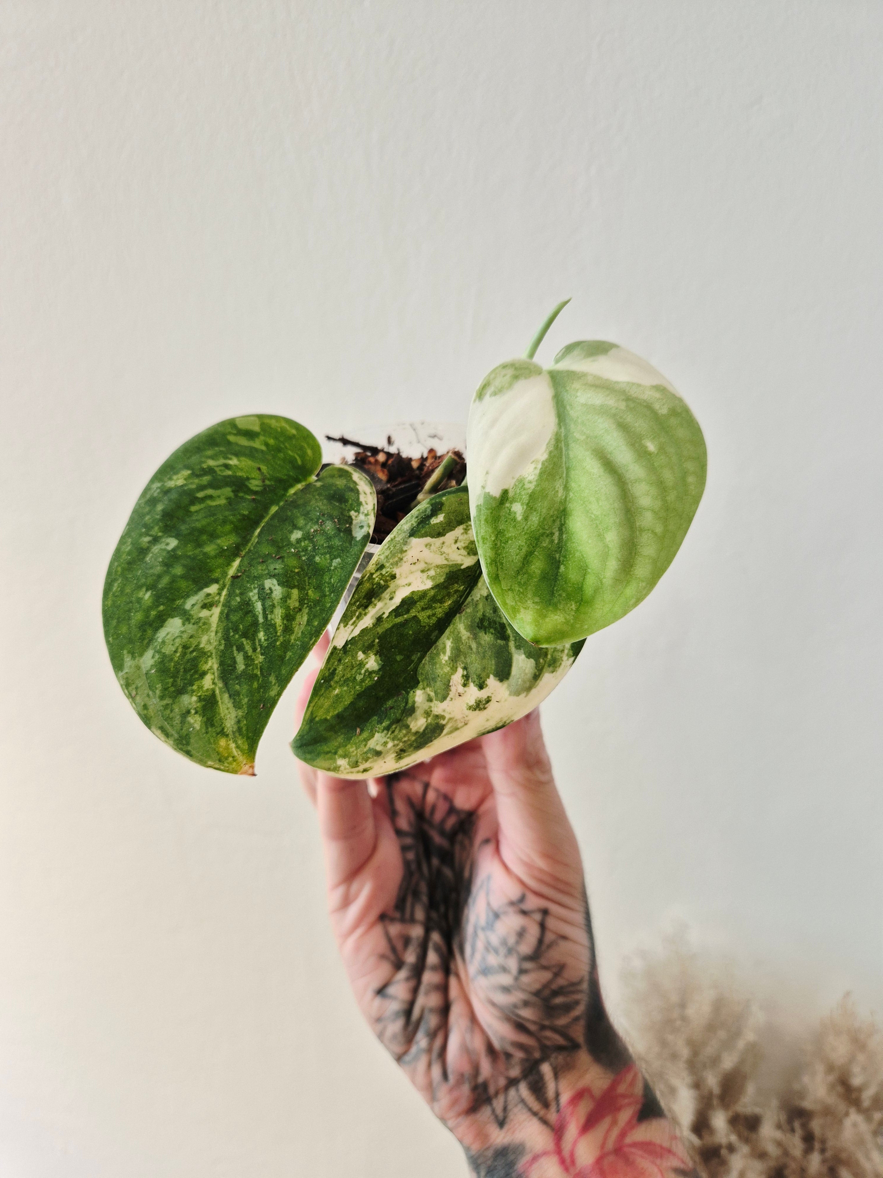 Scindapsus Mangurai