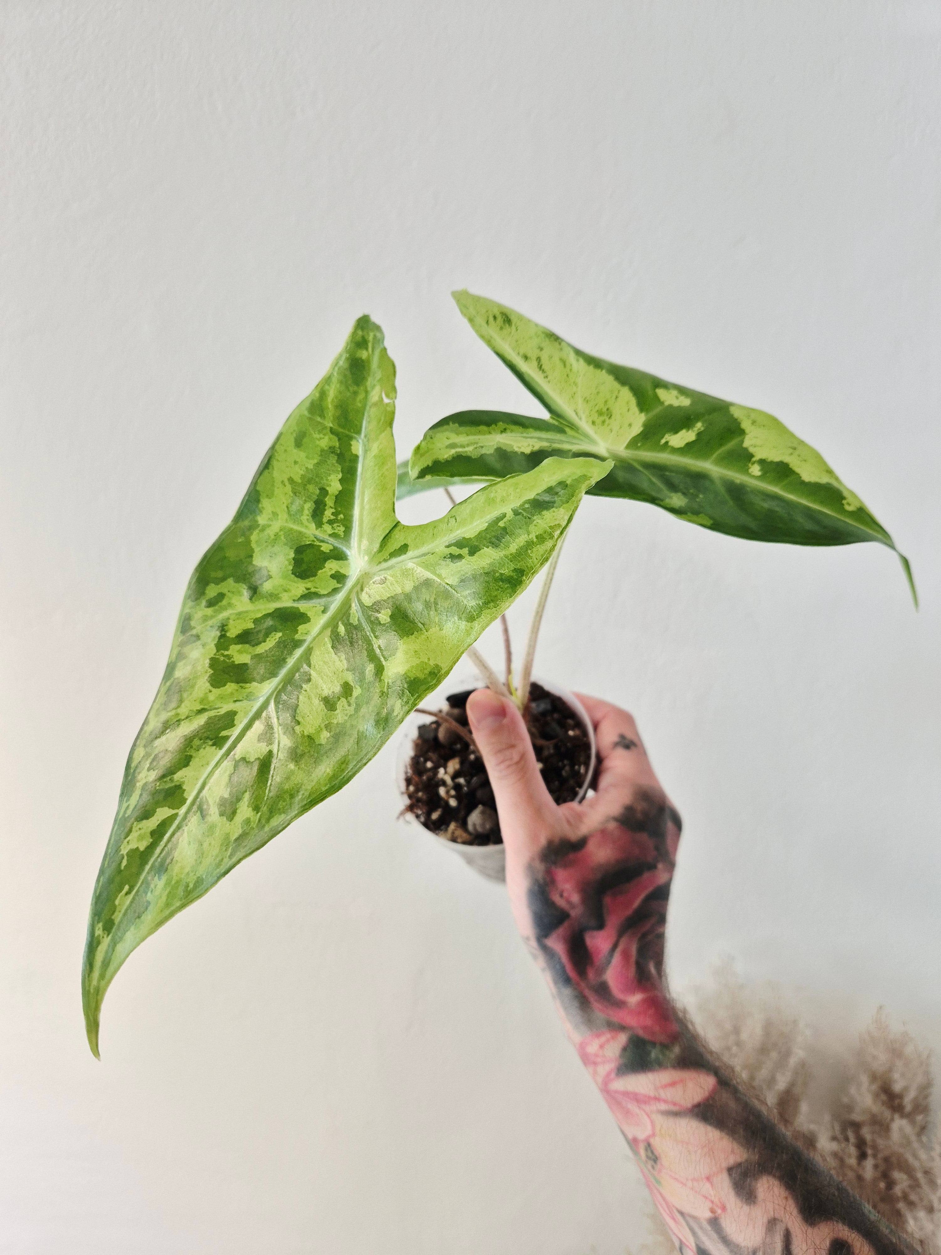 Alocasia Longiloba lemon variegata