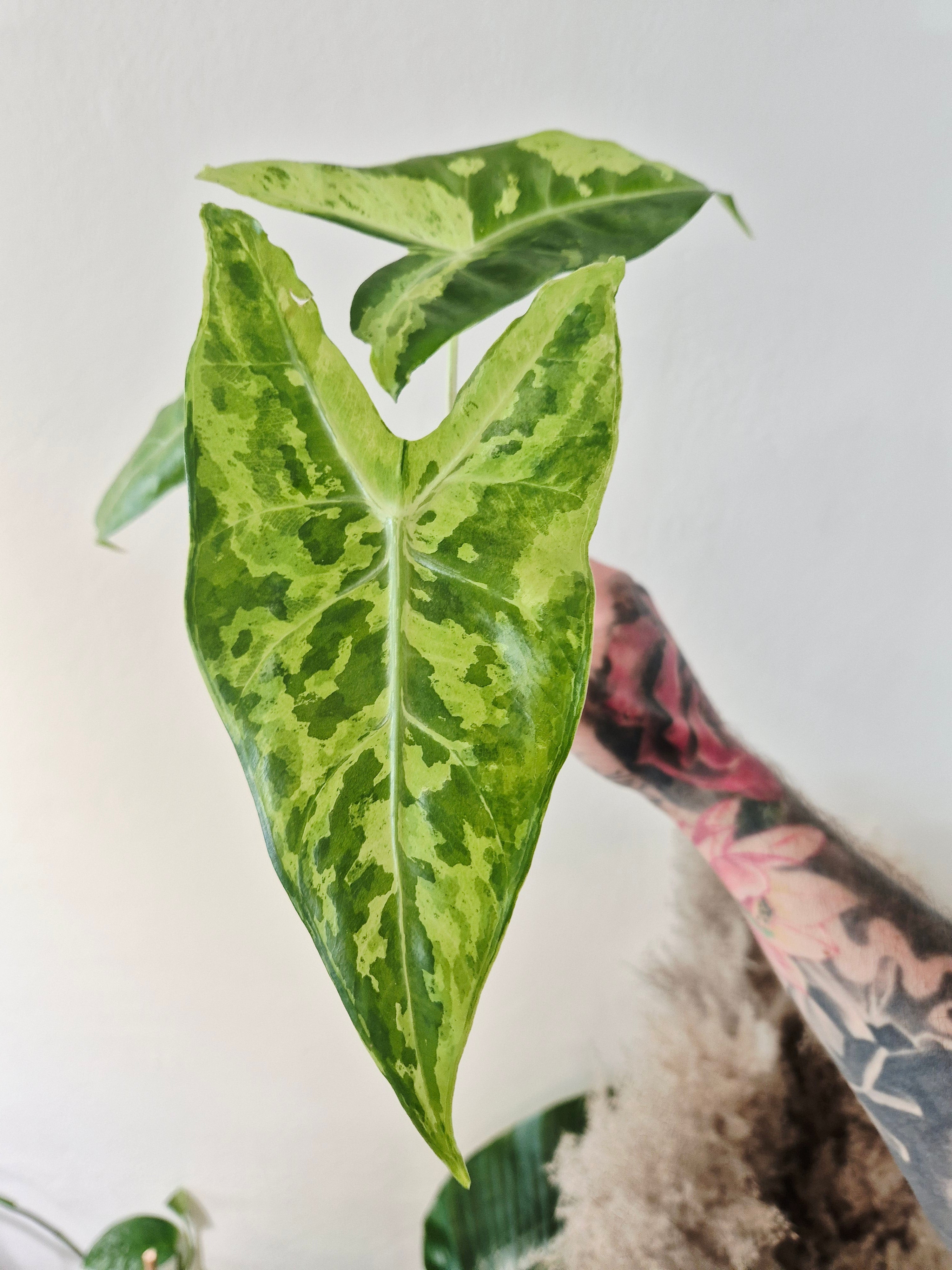 Alocasia Longiloba lemon variegata