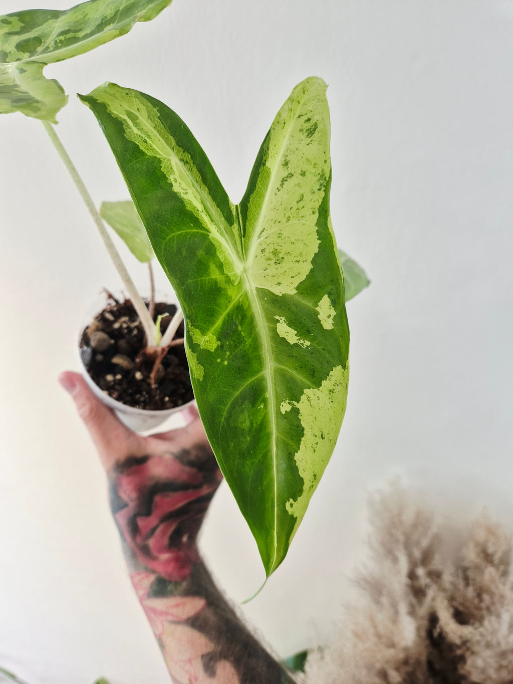 Alocasia Longiloba lemon variegata