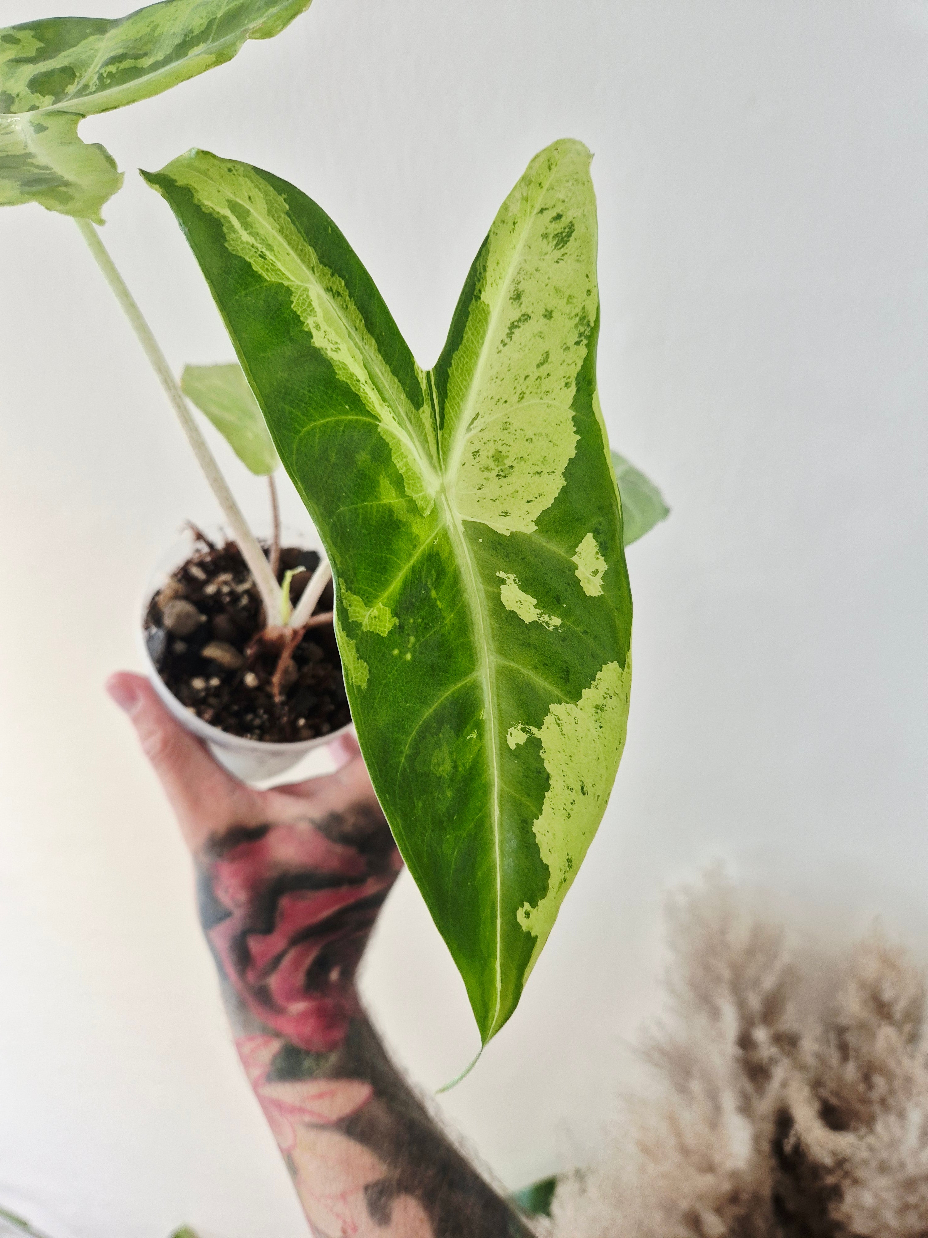 Alocasia Longiloba lemon variegata