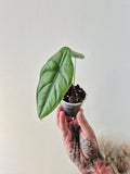 Alocasia puncak borneensis